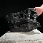 PAS DE PRIX DE RÉSERVE - Une réplique de crâne de dinosaure