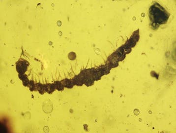 Birmese barnsteen - Barnsteen - Burmese Amber with Fossil
