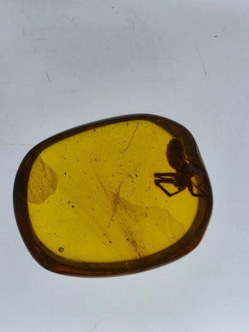 Ambre de Birmanie - Ambre - Burmese amber with fossil spider