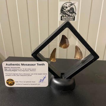 Dinosaurus Tand - Mosasaurus - 11 cm - 5 cm - 11 cm - (3), Verzamelen, Nieuw