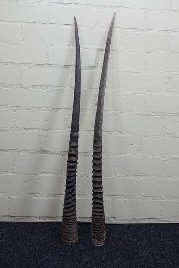 Gemsbok Hoorns - Oryx gazella - 96 cm - 3 cm - 0 cm-, Collections, Collections Animaux