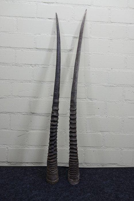 Gemsbok Hoorns - Oryx gazella - 96 cm - 3 cm - 0 cm-, Collections, Collections Animaux