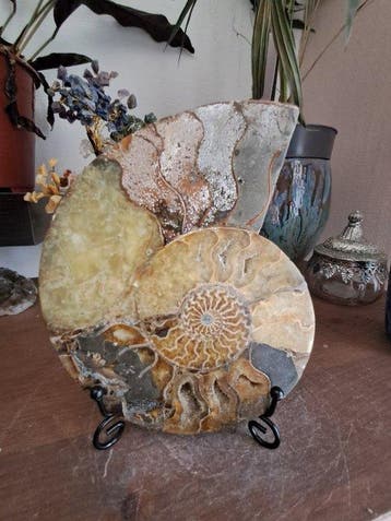 Ammonite - Animal fossilisé - Aioloceras (Cleoniceras) sp. -
