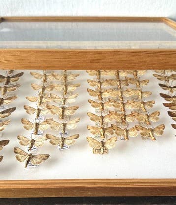 Museumwaardig en onvervangbaar - Historische collecti van 88, Verzamelen, Nieuw