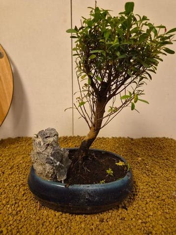 syzygium - Hoogte (boom): 26 cm - Diepte (boom): 15 cm -