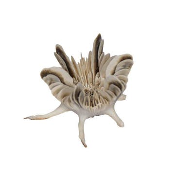 *** Zeldzaam *** UFO-koraal $$$ Verzamelobject $$$ Skelet -, Nieuw