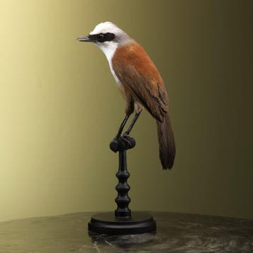 Witkuiflijstergaai Taxidermie Opgezette Dieren By Max, Ophalen of Verzenden, Opgezet dier