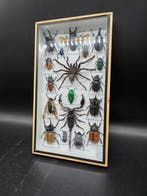 Cadre- XL - Insectes Réels - Bois, Verre