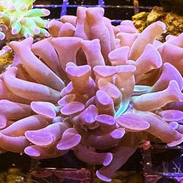 Euphyllia Paraancora (Paars) (2 koppen)