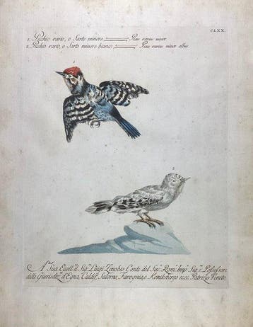 Saverio Manetti (1723-1785) - Picchio vario, o Sarto minor e