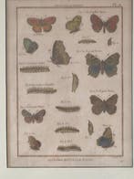 Pietro Scattaglia - Histoire Naturelle Insectes