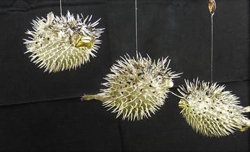 3 grote curieuze stachelfische Skelet - Diodontidae, Nieuw