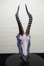 Blesbok Schedel - Damaliscus pygargus phillipsi - 0 cm - 0, Verzamelen, Dierenverzamelingen, Nieuw