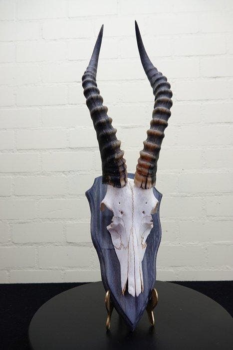 Blesbok Schedel - Damaliscus pygargus phillipsi - 0 cm - 0, Verzamelen, Dierenverzamelingen