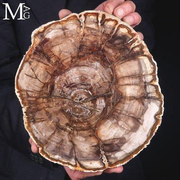 Grande tranche de bois pétrifié poli avec des anneaux de