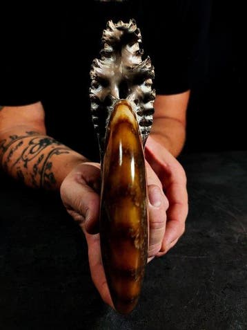 ammoniet met bewerkte mond - Gefossiliseerd dier -