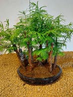 Bonsaï Sequoia côtiers/sapin d’eau (Sequoia) - Hauteur