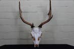 Fallow Buck Trophy Schedel - Dama dama - 36 cm - 56 cm - 43, Verzamelen, Dierenverzamelingen, Nieuw