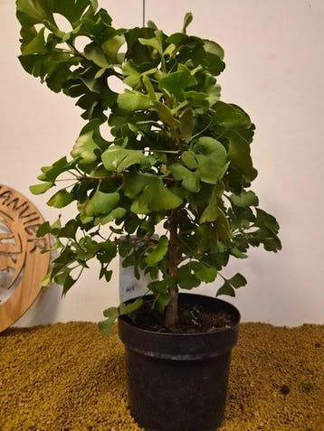 ginkgo biloba troll - Hoogte (boom): 50 cm - Diepte (boom):