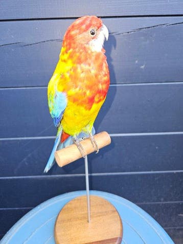 Super mooie Pracht rosella parkiet Taxidermie volledige