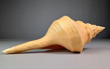 Belle fausse trompette Coquillage marin - Syrinx aruanus, Nieuw