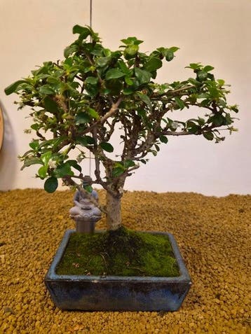Fukien theeboom bonsai (Carmona retusa) - Hoogte (boom): 28