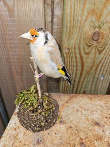 Super mooie major mutatie pastel putter. Taxidermie