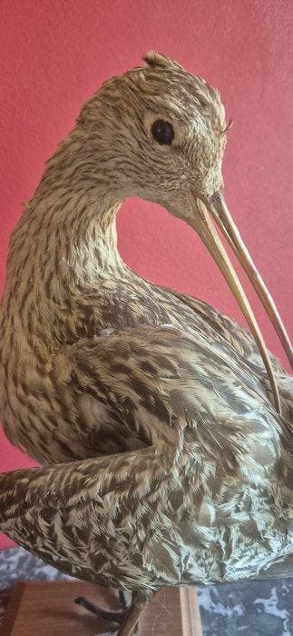 Grijze kieviet Taxidermie wandmontage - Numenius arquata -, Nieuw