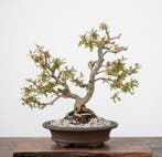 Bonsai van Nejikan Pomegranate - Hoogte (boom): 49 cm -