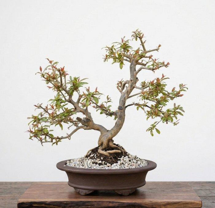 Bonsai van Nejikan Pomegranate - Hoogte (boom): 49 cm -, Antiquités & Art, Curiosités & Brocante