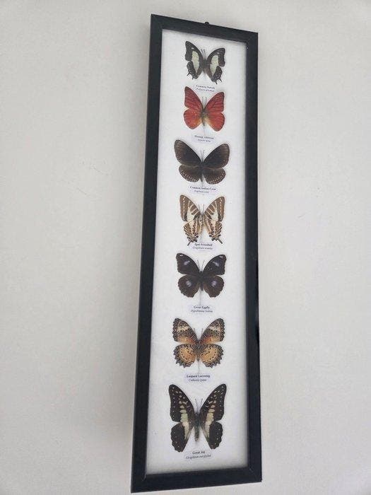 Vlinder Taxidermie volledige montage - Lepidoptera - 53 cm -, Verzamelen, Dierenverzamelingen