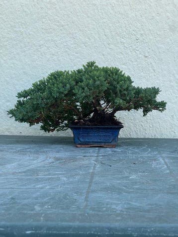 Jeneverbes bonsai (Juniperus) - Hoogte (boom): 15 cm -