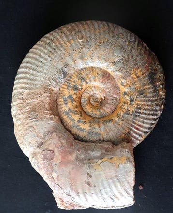 Ammonieten met kleurrijke suturelijnen - Gefossiliseerde