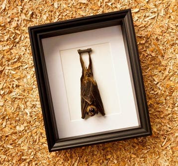 Vleermuis Taxidermie volledige montage - Cynopterus sphinx -, Antiek en Kunst