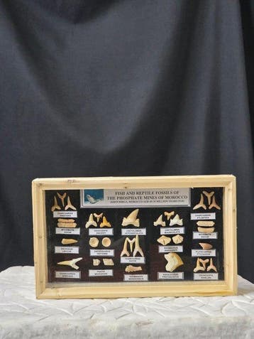 Vitrine met een verzameling authentieke fossiele tanden uit, Verzamelen