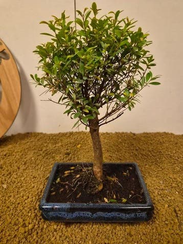 syzygium - Hoogte (boom): 31 cm - Diepte (boom): 16 cm -