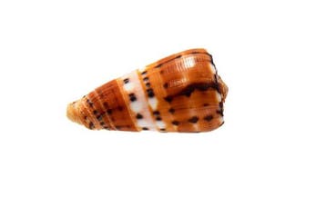 Conus (Pionoconus) barthelemyi - GIANT Donkere Vorm -, Verzamelen, Nieuw