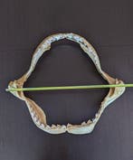 Requin-tigre Mâchoire - Galeocerdo cuvier - 52 cm - 62 cm -