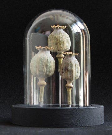 Opio Taxidermie volledige montage - Papaver somniferum - 14