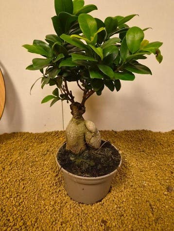Vijgenboom bonsai (Ficus) - Hoogte (boom): 30 cm - Diepte