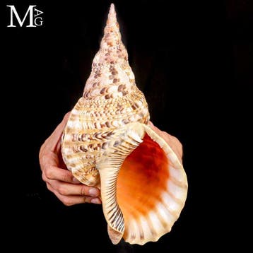 Extra-grote reuzen Triton-schelp met levendige oranje