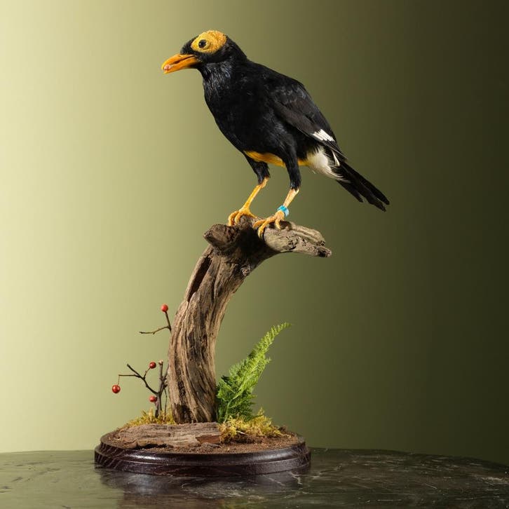Beo Papoeamaina Taxidermie Opgezette Dieren By Max, Verzamelen, Dierenverzamelingen, Opgezet dier, Nieuw, Vogel, Ophalen of Verzenden
