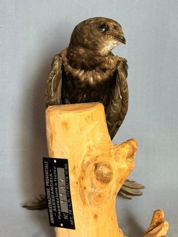 Rondone Taxidermie volledige montage - Apus apus (with proof, Verzamelen, Nieuw