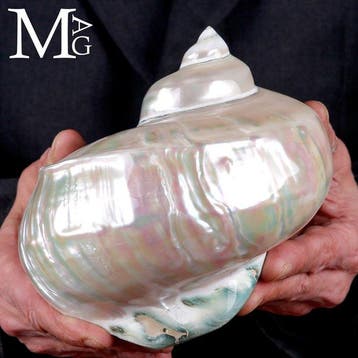 Parelmoervortex - Verzamelobject - Turbo Marmoratus –