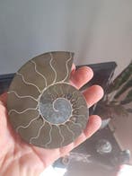 Ammoniet - Gefossiliseerde schelp - cleoniceras - 11.1 cm -