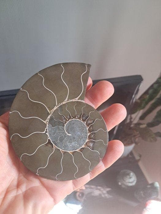 Ammoniet - Gefossiliseerde schelp - cleoniceras - 11.1 cm -, Verzamelen, Mineralen en Fossielen