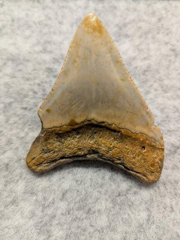 Megalodon - Fossiele tand - 8.74 cm, Verzamelen, Mineralen en Fossielen