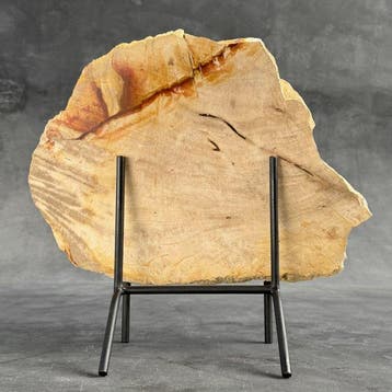 Magnifique tranche de bois pétrifié sur un socle