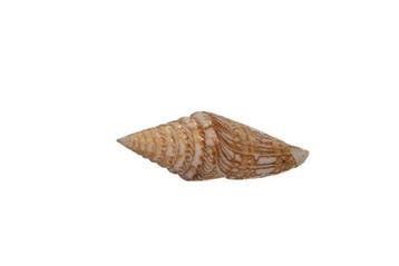 Conus excelsus (69 mm) - Balut Island, Filipijnen -, Nieuw