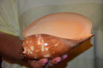 Zeeslak Zeeschelp - S-492 MELO AMPHORA (Zonder minimumprijs), Nieuw